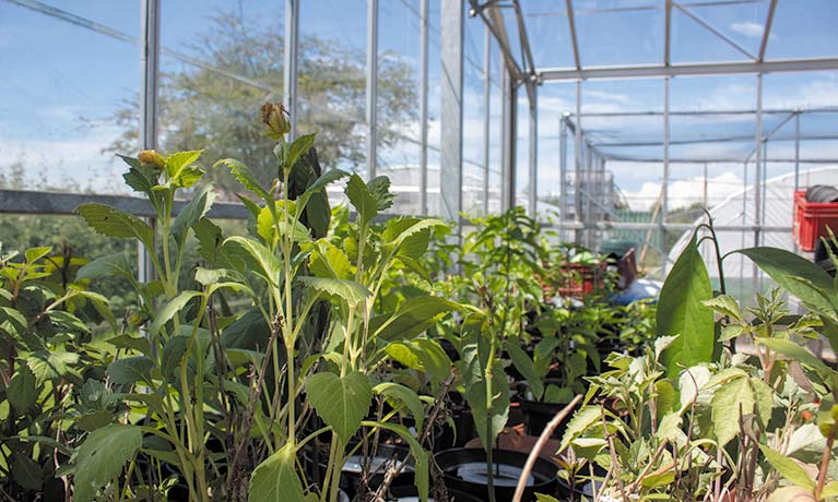 large green plants in a greenhouse 