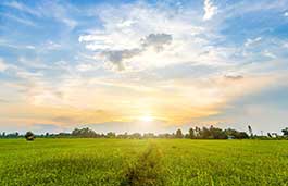 lush green landscape with trees in the distant with a the sunsetting 
