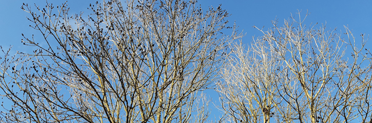 Managing Ash Dieback Disease