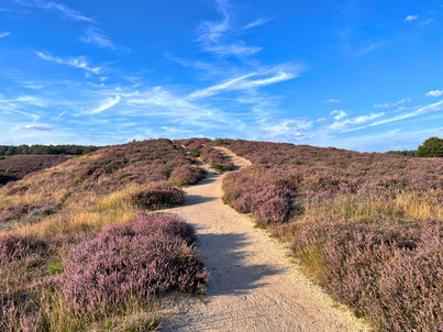 A footpath running through a heather filled hillside