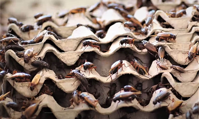 insects on roof.