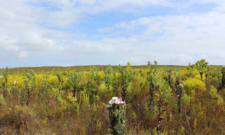 field with trees and flowers