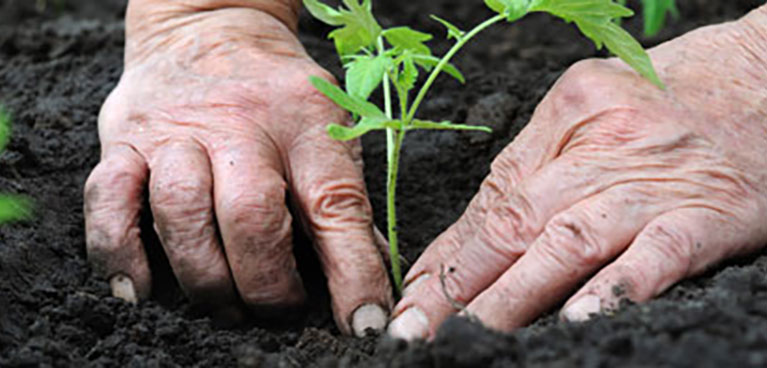 Master Gardeners